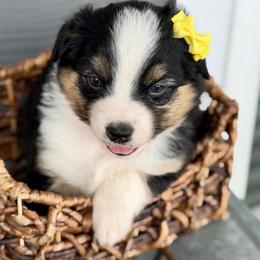 Yellow collar - Black tri female Miniature Australian Shepherd puppy in 32046, Florida from River Hill Ranch