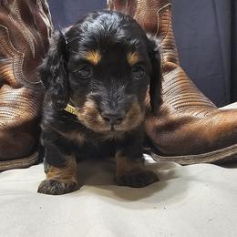 Dixie the down to earth chick - Black and tan female Dachshund puppy in Austin, Texas from Glorious Minis