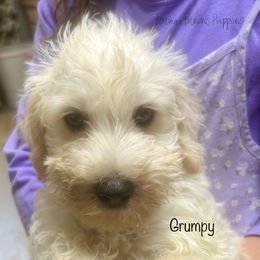 Grumpy - White male Schnoodle puppy in Sedalia, Missouri from Farmer Brown's Puppies