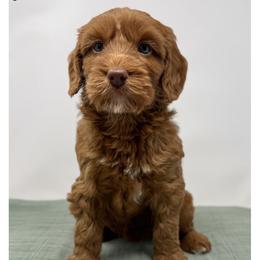 Dottie - Caramel female Australian Labradoodle puppy in Sacramento, California from Little Farmstead Labradoodles