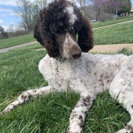 May - Poodle