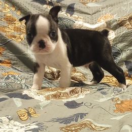 Boston Terrier Puppies from Lotus Life Puppies