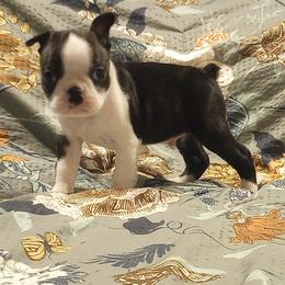 Boston Terrier Puppies from Lotus Life Puppies