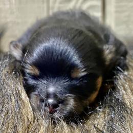 Early Bird  - or 'Birdie' for short - Black and tan female Pomeranian puppy in Lake Forest Park, Washington from Tea Pup Pomeranians