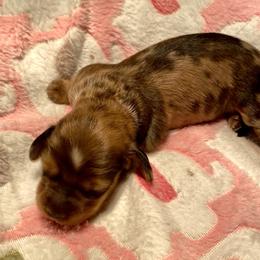 Pink Collar Female - Dapple female Dachshund puppy in Madison, Indiana from Jensen Dobermans and Dachshunds