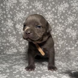 American Bully Puppies from M&M XL Bully Kennel