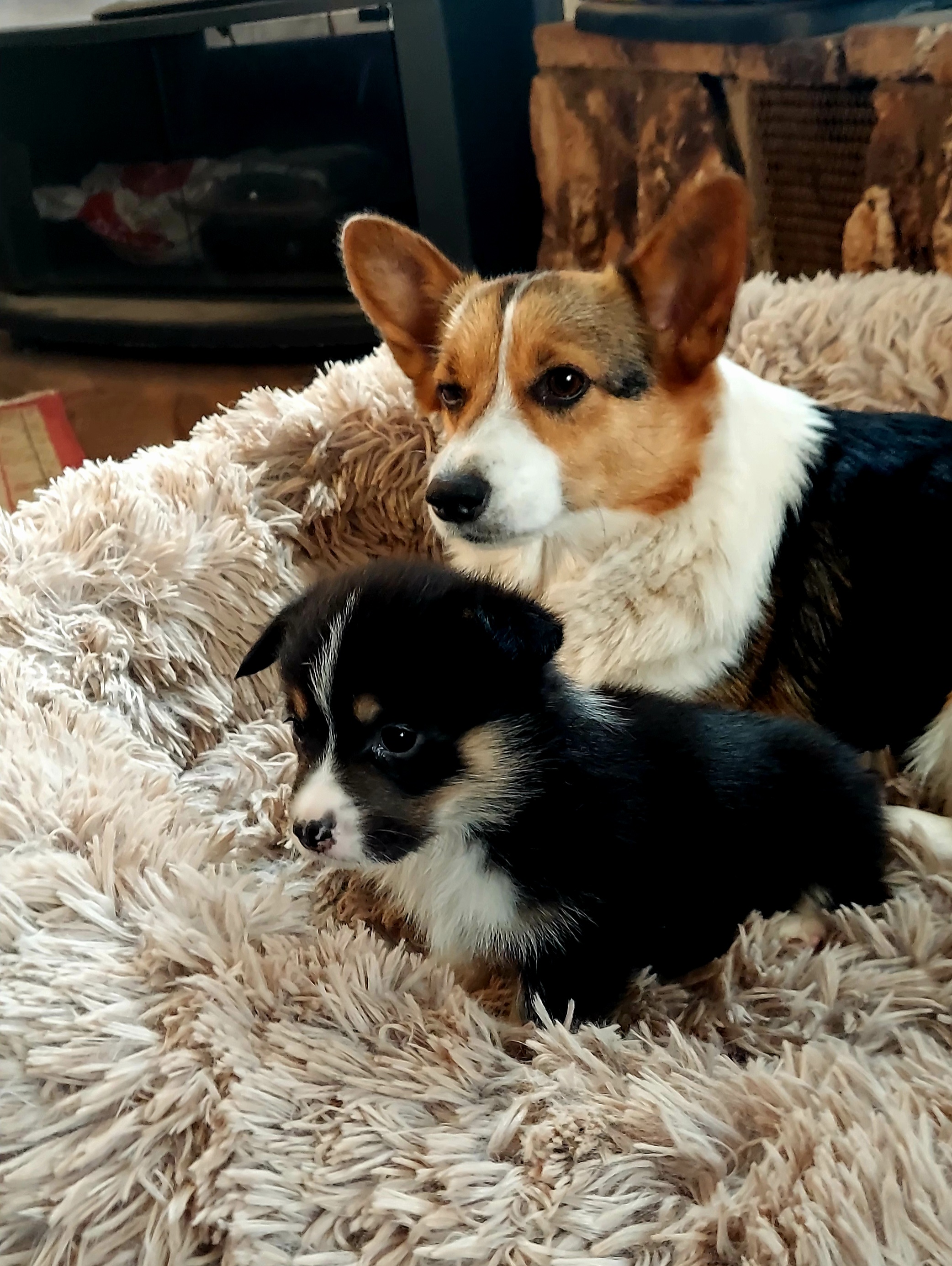 Pembroke Welsh Corgi Puppies from Rees Corgis
