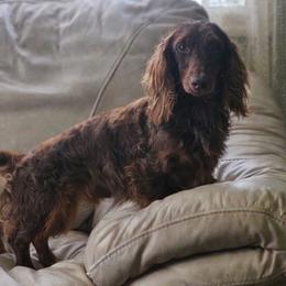 Woody - Dachshund