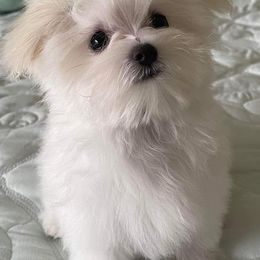 Maltese from Cozy Maltese