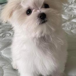 Maltese from Cozy Maltese