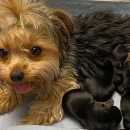 Shih Tzus and Yorkshire Terriers from Steel Blue Diamond Kennel