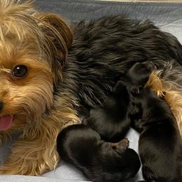 Shih Tzus and Yorkshire Terriers from Steel Blue Diamond Kennel