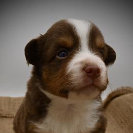 Woodrow - Red tri-color male Miniature American Shepherd puppy in Valley Springs, California from Raindance Ranch