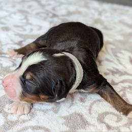 Gray - Tri-color male Bernedoodle puppy in Connecticut from Valley View Doodles