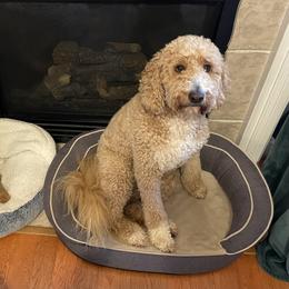 Goldendoodle and Shih Tzu All Grown Up from Shihtzuandoodlenc.LLC
