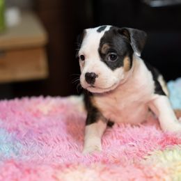 Puppy5 - Black female American Staffordshire Terrier puppy in Georgia from Ynez Kennels