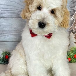 Australian Labradoodles from Ever After Labradoodles