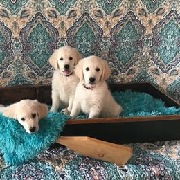 Golden Retriever Puppies from Snow Walker Goldens