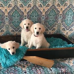 Golden Retriever Puppies from Snow Walker Goldens