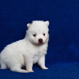 Topaz - Chocolate male Pomsky puppy in Clarkston, Utah from Red Rock Ranch Breeders