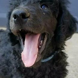 Poodles from Magic Standards