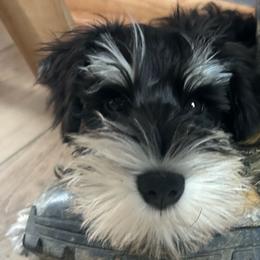 (Pineapple ) Male 2 - Black and silver male Miniature Schnauzer puppy in Granville, Ohio from Shull Mini Schnauzers