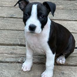 American Staffordshire Terrier puppies from Bold & Beautiful Amstaffs