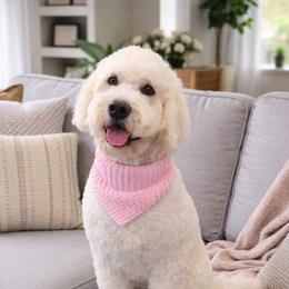 Destyn - Goldendoodle