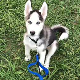 Siberian Huskies from North Texas Huskies