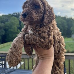 Red collar - Red  female Poodle puppy in Murrayville, Georgia from Spoiled Rotten Kennels