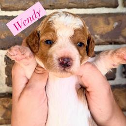 Wendy - Parti female Goldendoodle puppy in Macclenny, Florida from Baker County Goldendoodles