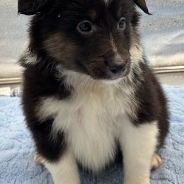 Girl 5 - Black white and tan female Shetland Sheepdog puppy in Pensacola, Florida from Nancy Barger's Siberian Huskies