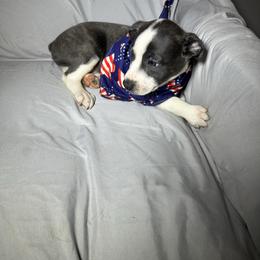 Boy 1 - Blue male Boston Terrier puppy in London, Kentucky from Puppy Love