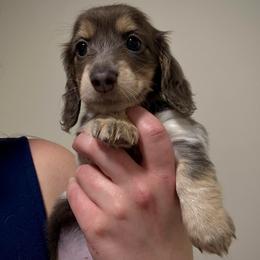 Anise - Blue and cream female Dachshund puppy in Benson, North Carolina from Queen of Weens Mini Dachshunds
