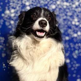 Ozzy - Miniature Australian Shepherd