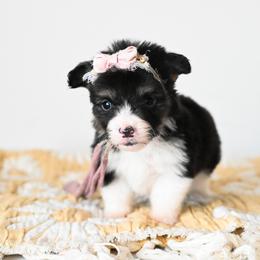 Kiss - Black and tan female Pembroke Welsh Corgi puppy in Mona, Utah from Sorensen Corgis