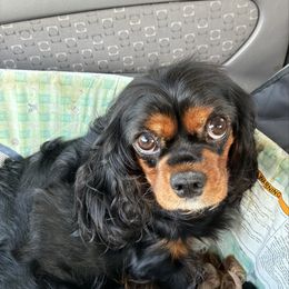 Pumpkin - Cavalier King Charles Spaniel
