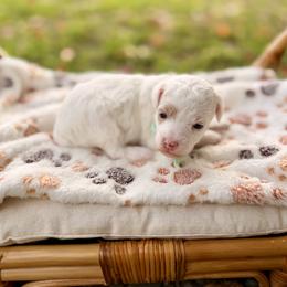Pearl - Parti female Poodle puppy in Dunn, North Carolina from Sandy Creek Kennels