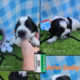 John Daily - Black and white male English Springer Spaniel puppy in Saginaw, Michigan from Kemerer Springers