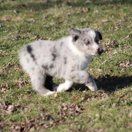 Clue - Blue merle female Miniature American Shepherd puppy in Williamston, Michigan from Rust Belt Farms
