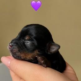 Angel - Black and tan female Yorkshire Terrier puppy in Phil Campbell, Alabama from MagnoliaYorkies
