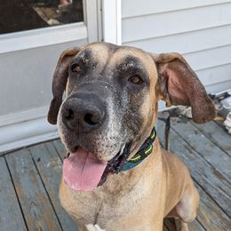 Great Danes from Bonetown Great Danes