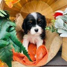 Havarti - Tri-color female Cavalier King Charles Spaniel puppy in Bellevue, Michigan from Phoenix Farm