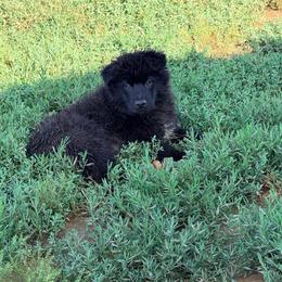 Ledger - Black & white male Australian Shepherd puppy in Mineral Wells, Texas from A6 Australian Shepards
