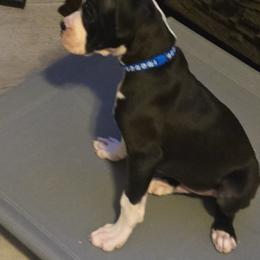 Teal Blue Boy - Brindle male Boxer puppy in Woodstock, Virginia from Ashley Rhodes