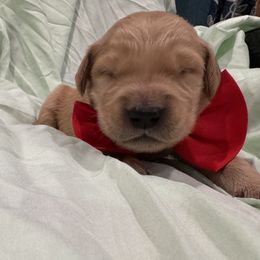 Woody:Red Collar - Dark golden male Golden Retriever puppy in Monterey, Tennessee from Lawson’s Green Acres Goldens and Doodles