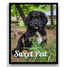 Sweet Pea - Black and tan female Assorted Doodle Crosses puppy in Rainier, Oregon from Seven Petals Farm