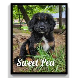 Sweet Pea - Black and tan female Assorted Doodle Crosses puppy in Rainier, Oregon from Seven Petals Farm
