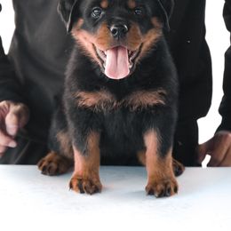 Rottweiler Puppies from Von Der Hing Rottweilers
