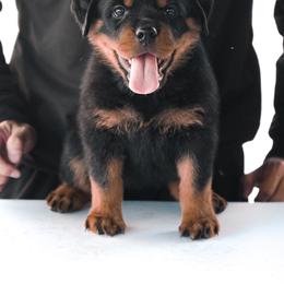 Rottweiler Puppies from Von Der Hing Rottweilers